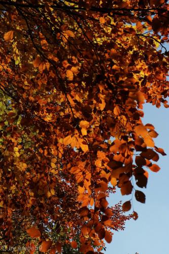 20151031145823_IMG_0024