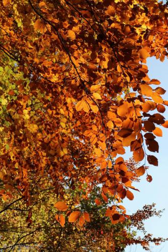 20151031145837_IMG_0025