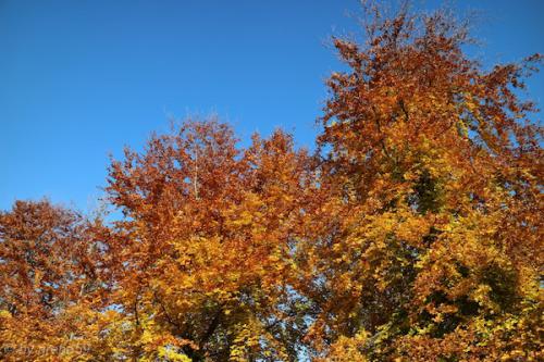 20151031150919_IMG_0029