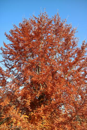 20151031151206_IMG_0031