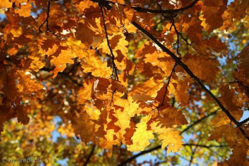 20151031151347_IMG_0032