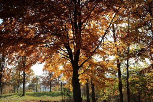 20151031151732_IMG_0033