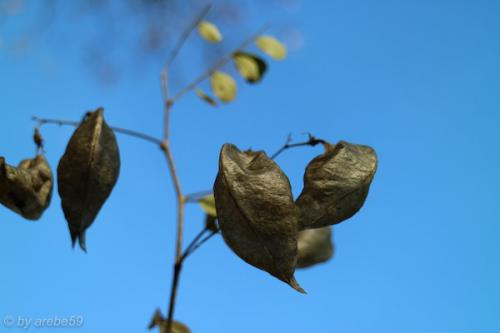 20151031153439_IMG_0041