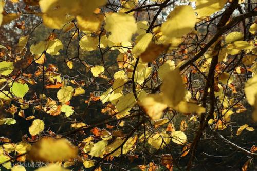 20151031155300_IMG_0048