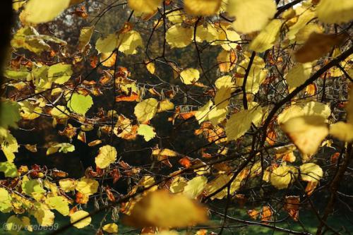 20151031155318_IMG_0049