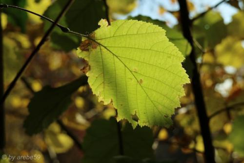 20151031155340_IMG_0050