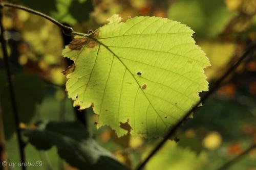 20151031155404_IMG_0051