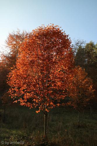 20151031160502_IMG_0055