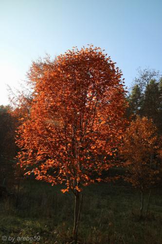 20151031160519_IMG_0056