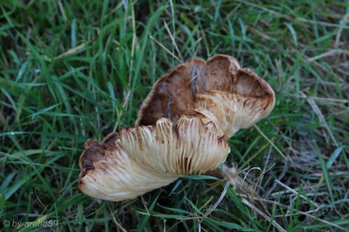 20151031163418_IMG_0073