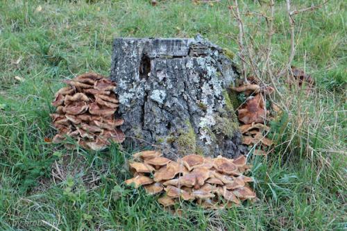 20151031163447_IMG_0074