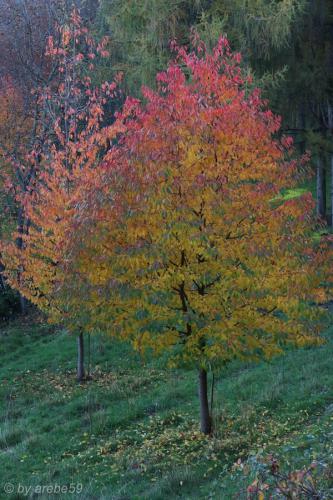 20151031164245_IMG_0080