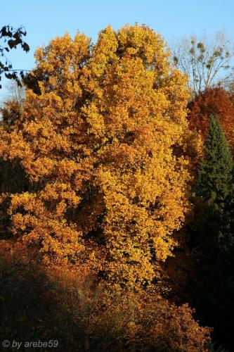 20151031170618_IMG_0085