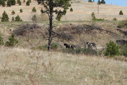 IMG_20120422134232_029