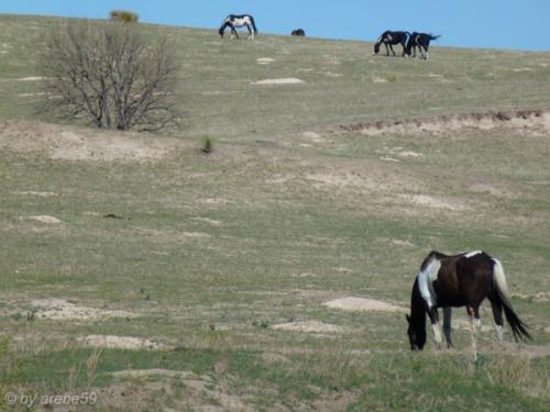 IMG_20120424155248_521