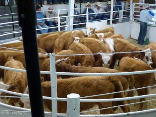 IMG_20120425140459_549