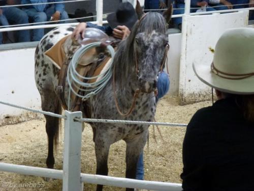 IMG_20120425142425_552