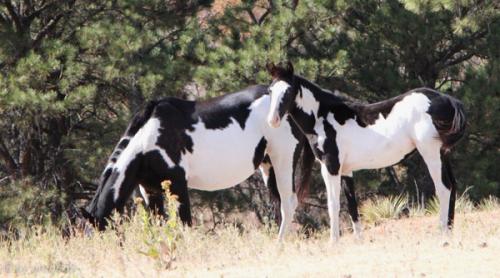 IMG_20121008103704_0166