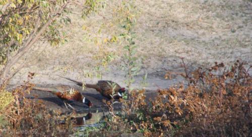 IMG_20121009164309_0234