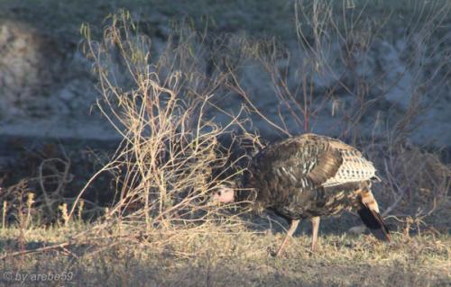 IMG_20121009171745_0239