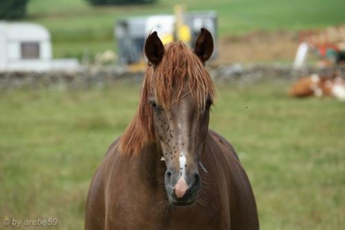 PoesslJura_201407_08