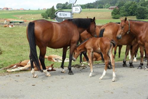 PoesslJura_201407_11