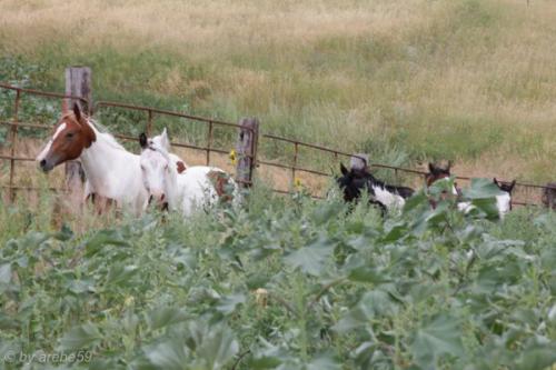 SD13_0714_183659_0026