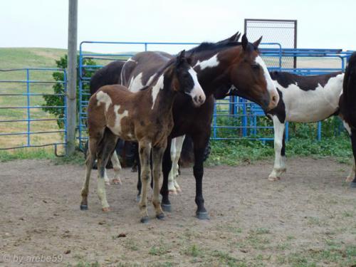 SD13_0714_194038_0011