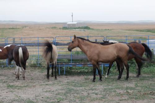 SD13_0715_034358_0045