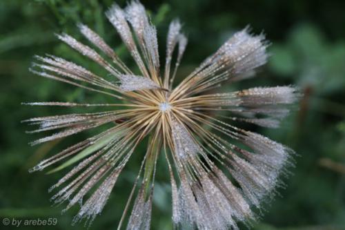 SD13_0715_154407_0065