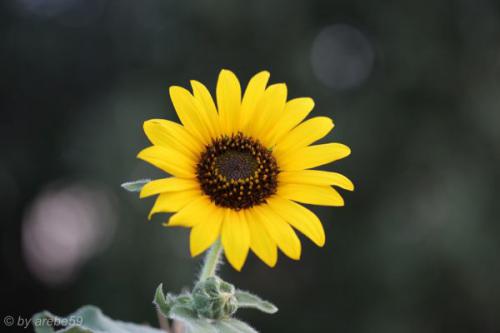 SD13_0716_050637_0081