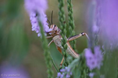 SD13_0716_051237_0093