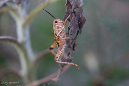 SD13_0716_052426_0101