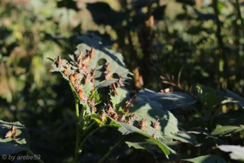 SD13_0717_153651_0124