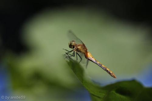 SD13_0718_165233_0150