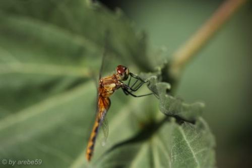 SD13_0718_165351_0152