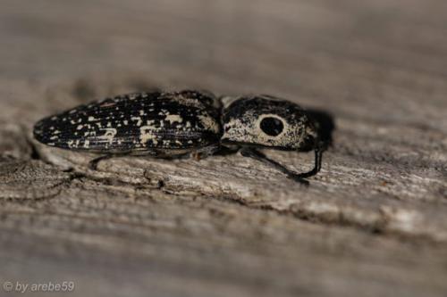 SD13_0722_170416_0184