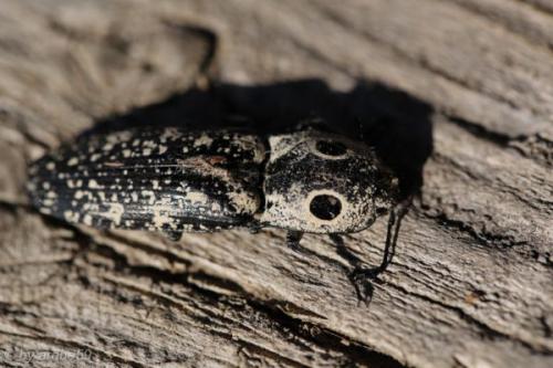 SD13_0722_170434_0186