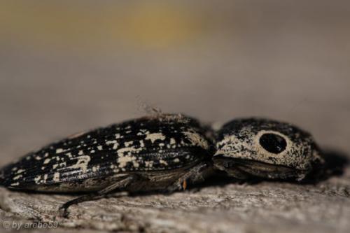 SD13_0722_170818_0190