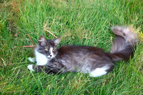 SD_2015-07-22-18-02-10_0015