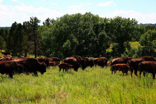 SD_2015-07-23-23-11-41_0022