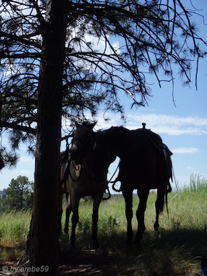 SD_2015-07-26-20-09-56_0007