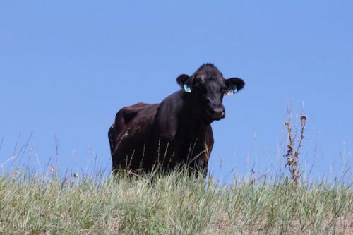 SD_2015-08-01-22-10-42_0001