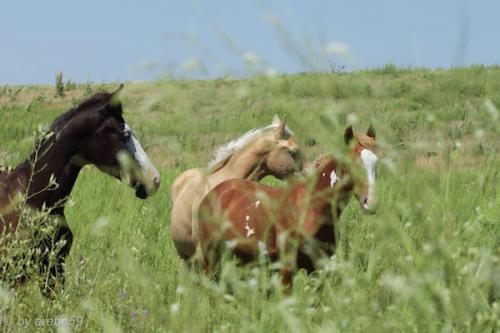 SD_2015-08-02-21-34-12_0005