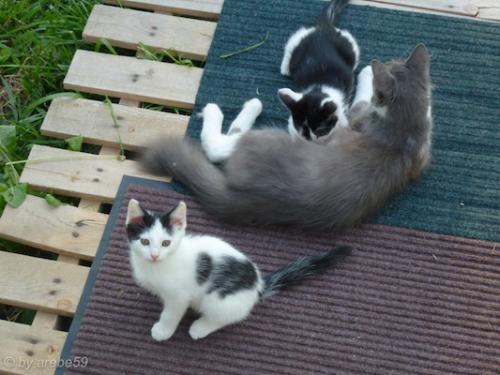 SD_2015-08-05-02-18-12_0016