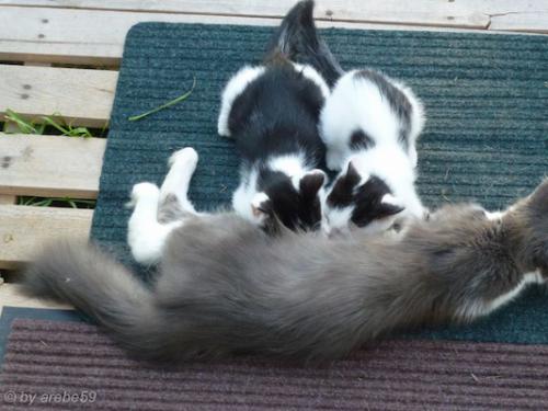 SD_2015-08-05-02-19-55_0018