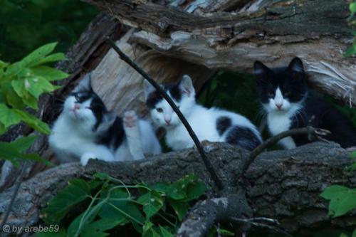 SD_2015-08-06-13-56-39_0005