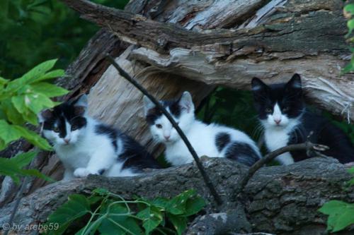 SD_2015-08-06-13-56-42_0006