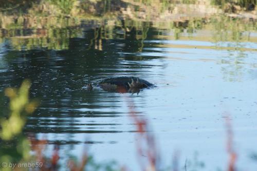 SD_2015-08-08-02-50-07_0003