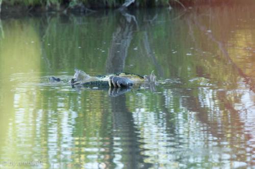 SD_2015-08-08-02-52-56_0011